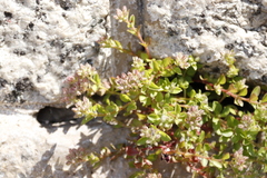 Polycarpon tetraphyllum
