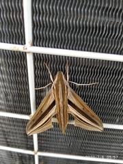 Theretra oldenlandiae