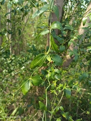 Jasminum nervosum