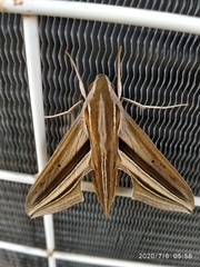 Theretra oldenlandiae