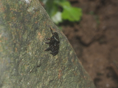Salticidae