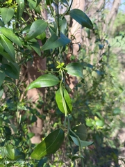 Jasminum nervosum