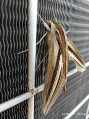 Theretra oldenlandiae