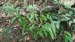 Adiantum latifolium