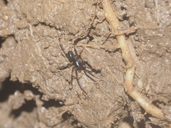 Oedignatha