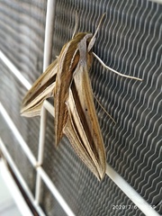 Theretra oldenlandiae