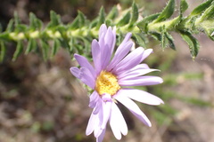 Felicia echinata