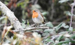 Erithacus rubecula rubecula