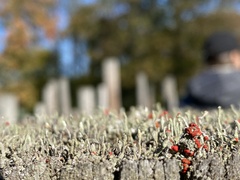 Cladonia macilenta