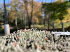 Cladonia macilenta