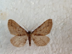 Agriopis bajaria