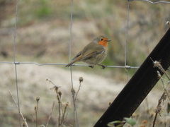 Erithacus rubecula rubecula