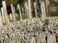 Cladonia macilenta