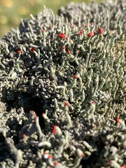Cladonia macilenta