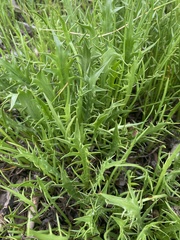 Eryngium vesiculosum