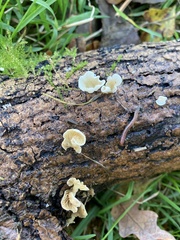 Crepidotus