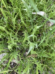Eryngium vesiculosum
