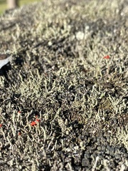 Cladonia macilenta