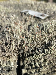 Cladonia macilenta