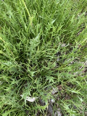 Eryngium vesiculosum