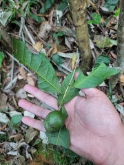 Camellia sinensis