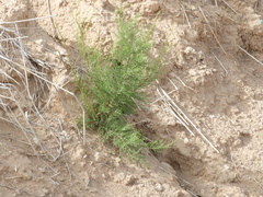 Tamarix chinensis