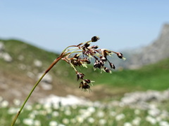 Luzula sylvatica sieberi