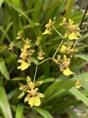 Oncidium baueri