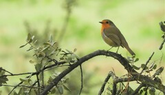 Erithacus rubecula rubecula