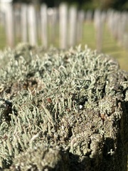 Cladonia macilenta
