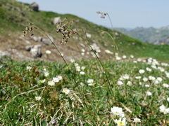 Luzula sylvatica sieberi