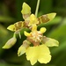 Oncidium baueri - Photo (c) Geovane Siqueira, some rights reserved (CC BY-NC), uploaded by Geovane Siqueira