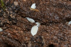 Platyarthrus hoffmannseggii