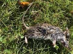 Peromyscus leucopus