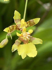 Oncidium baueri