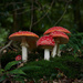 Fungi Including Lichens - Photo (c) Max Mudie, some rights reserved (CC BY-NC), uploaded by Max Mudie