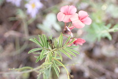 Indigofera verrucosa