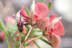 Indigofera verrucosa