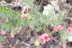 Indigofera verrucosa