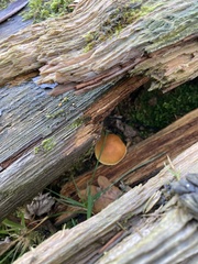 Gymnopilus penetrans