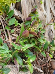 Tradescantia catharinensis