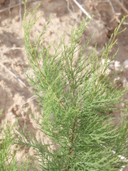 Tamarix chinensis