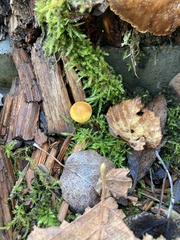 Gymnopilus penetrans