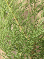 Tamarix chinensis