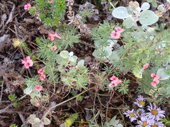 Indigofera verrucosa