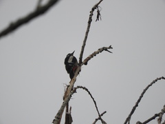 Dendrocopos major hispanus