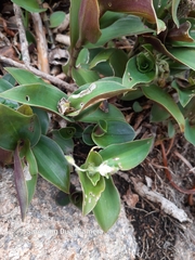 Tradescantia catharinensis