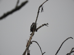 Dendrocopos major hispanus