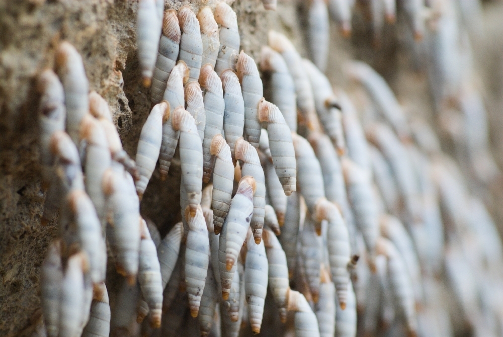 Sphakia White-Door-Snail
