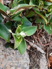 Tradescantia catharinensis